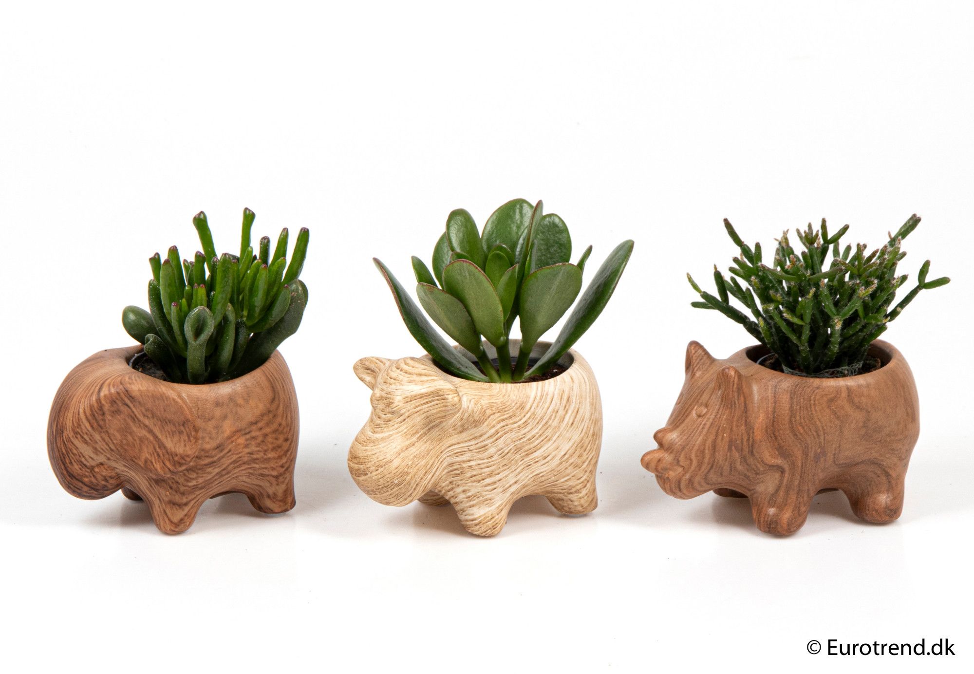 Succulent mix in animal treelook ceramic - New Look 2025, D 6