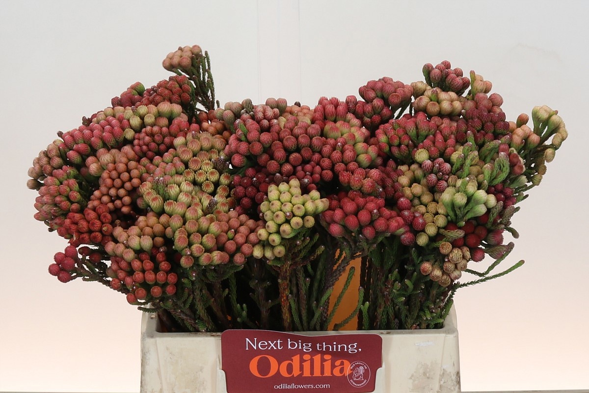 Бруния Лаевис Рэд 40, шт.