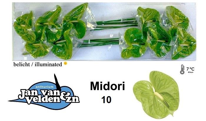 Антуриум Мидори x10, шт.