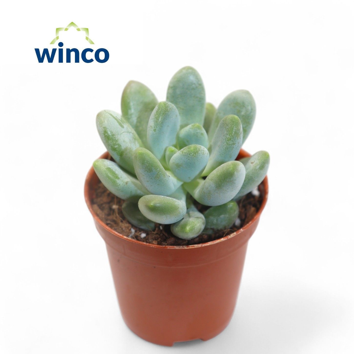 Pachyveria Clavifolia, D 5,5 cm