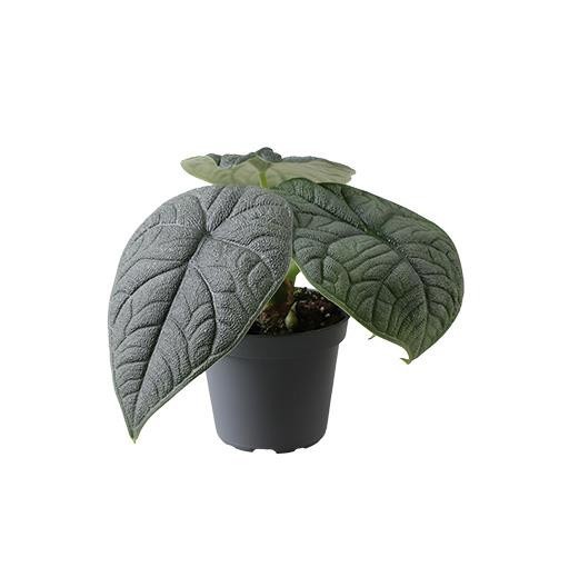 Alocasia Melo 6101, D 6 cm