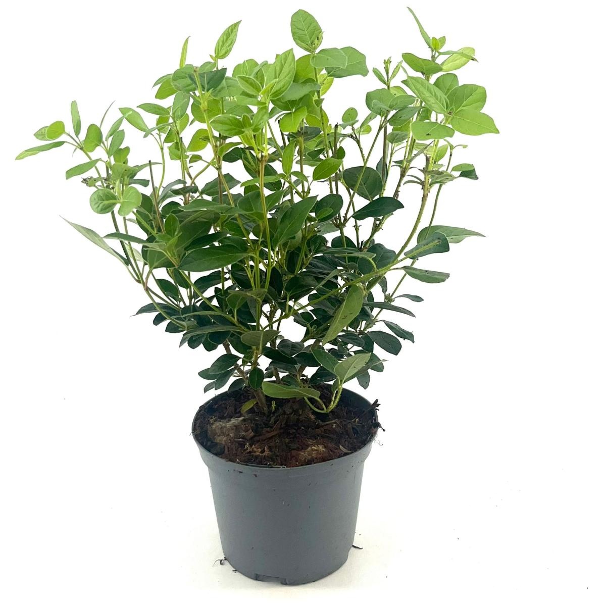 Viburnum tinus, D 17