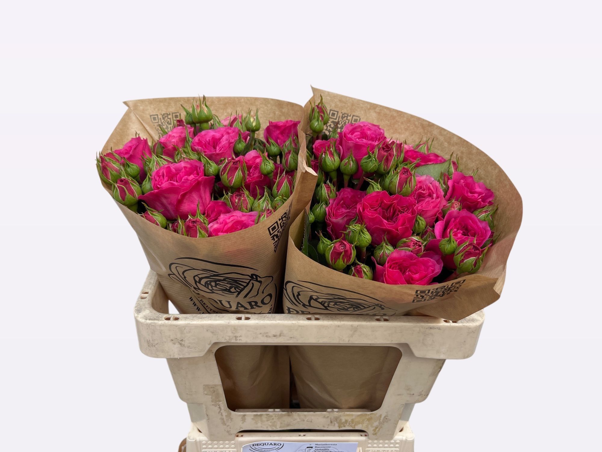 Роза куст. Баронесса Фрайлэнд 50, шт.