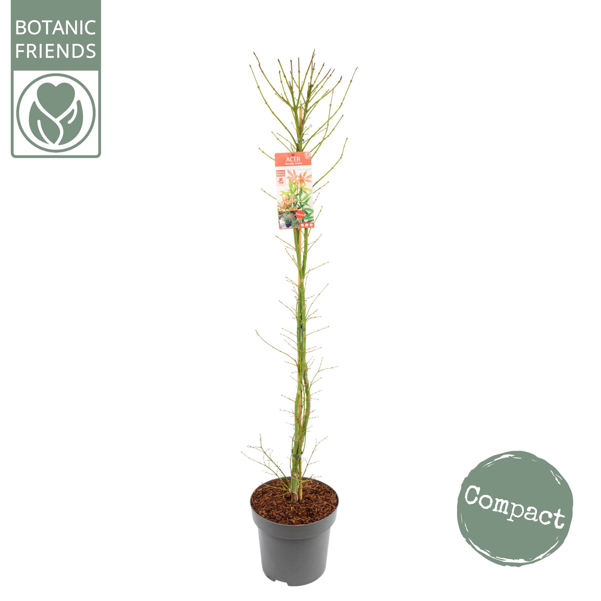 Acer palm. 'Jerre Schwartz', D 30