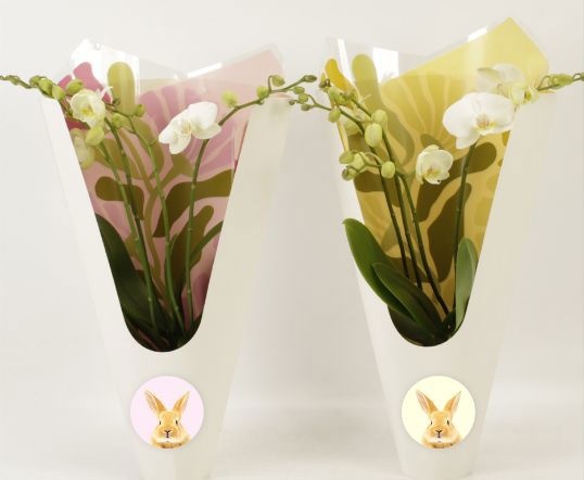 Phalaenopsis Anthura Inverness Wild 4 tak Inverness shorty in Ceta Pasen luxury, D 12