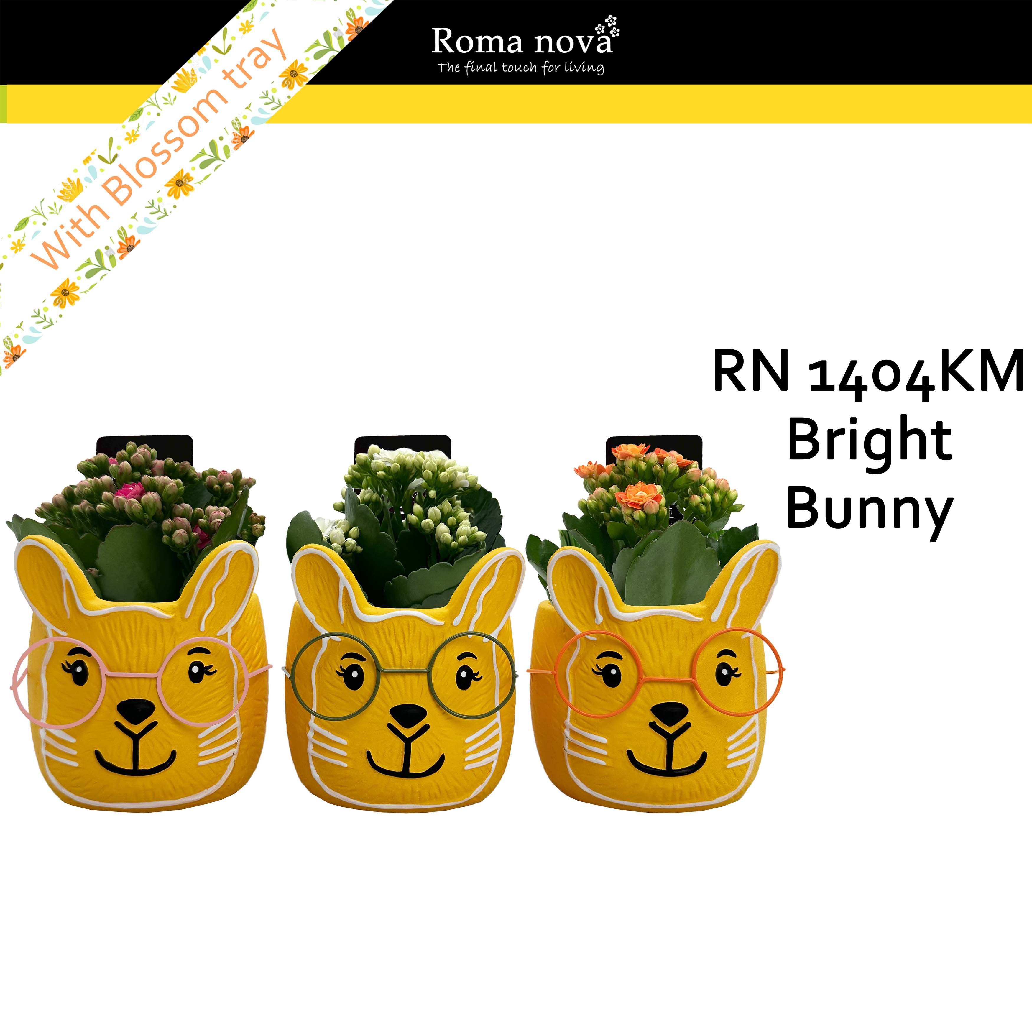 1404KM - Bright Bunny (Kalanchoe mix), D 11