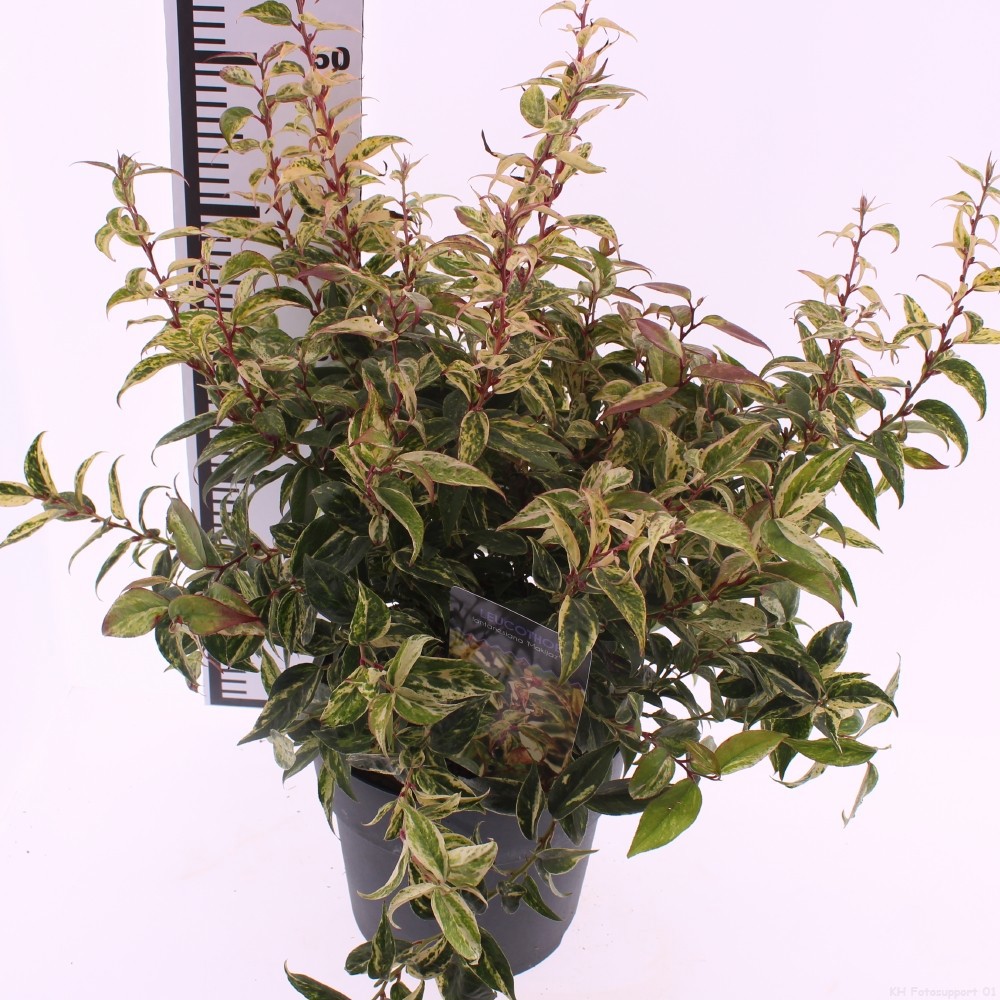 Leucothoe fontanesiana 'Makiejaz', D 23 cm