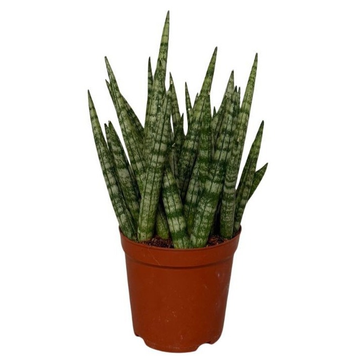 Sansevieira Cylindrica Boncel, D 12
