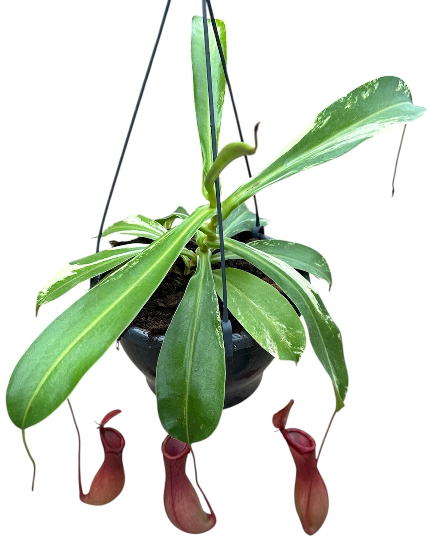 Nepenthes Alata Variegata, D 20