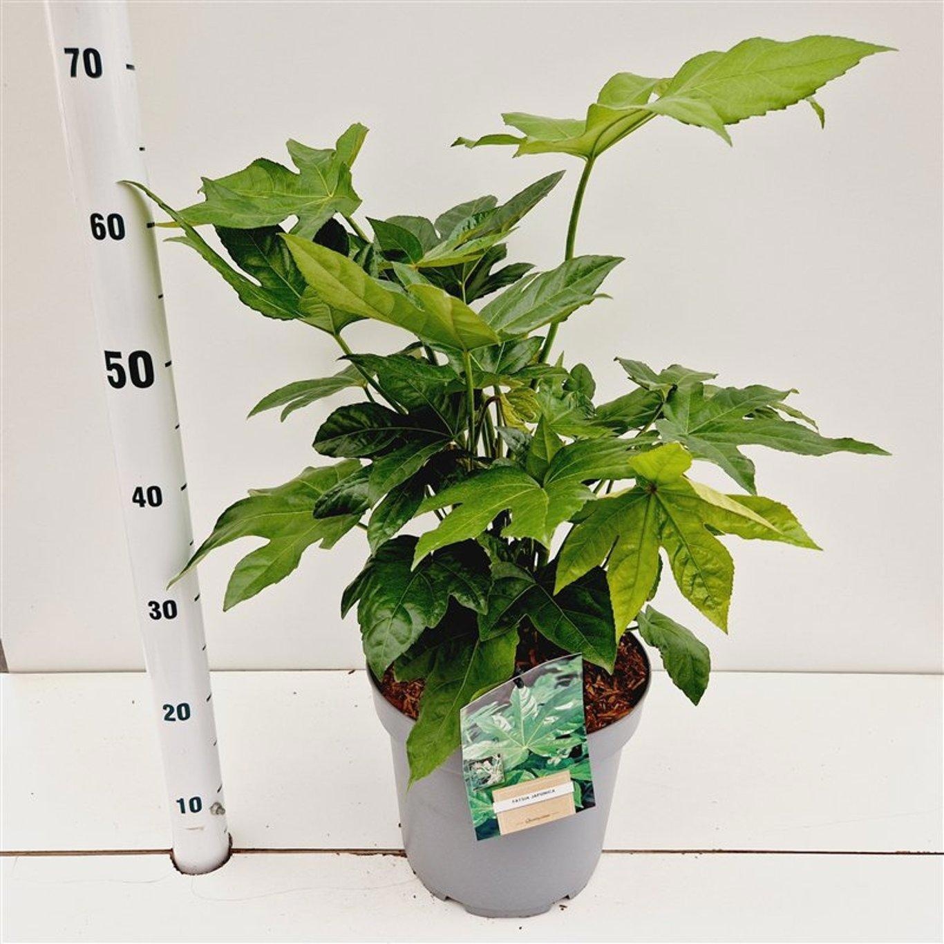 Fatsia japonica, D 26 cm