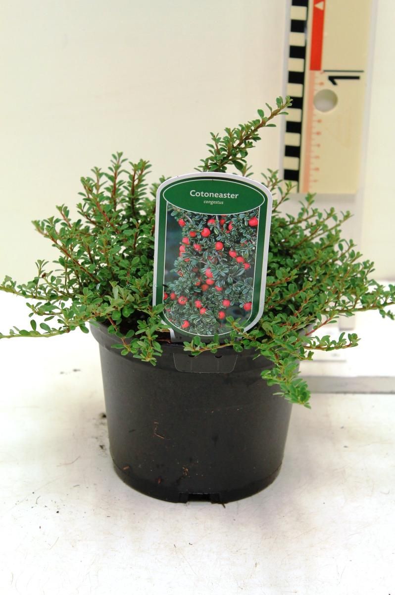 Cotoneaster congestus, D 17 cm