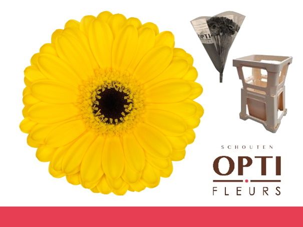 Гермини Пэкмэн, шт.