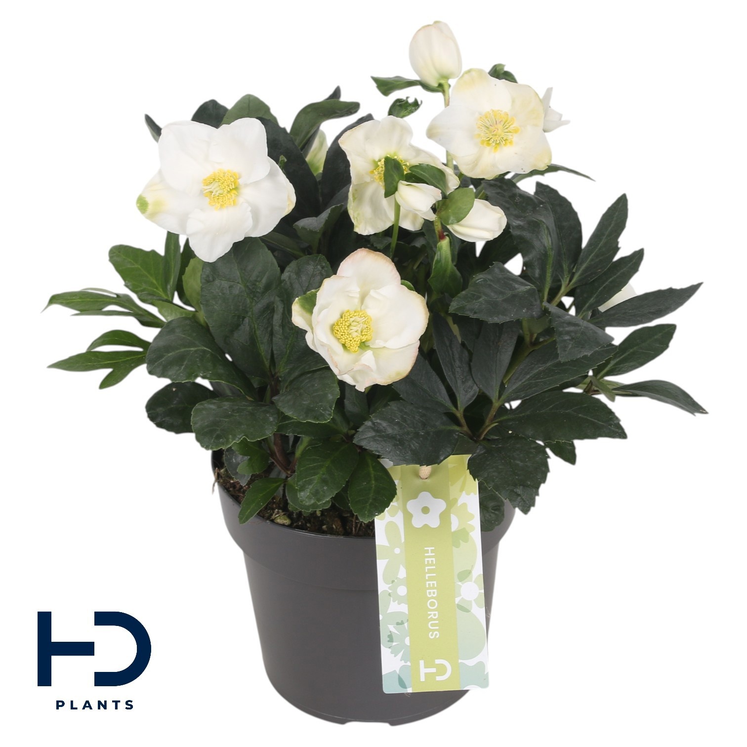 Helleborus niger 'Christmas Carol' XL p17, D 17 cm