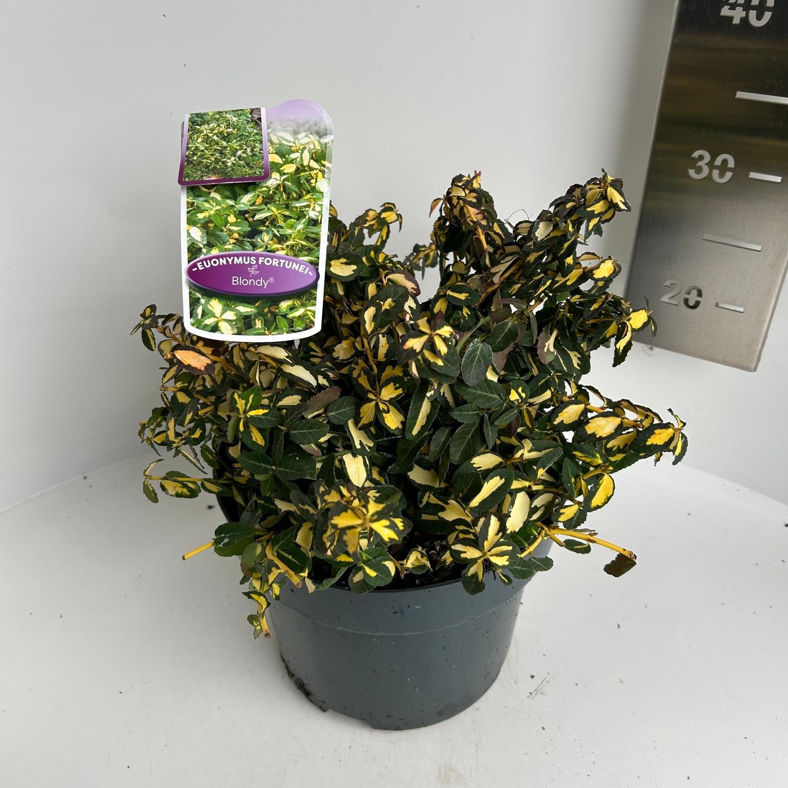 Euonymus fort. Blondy, D 23