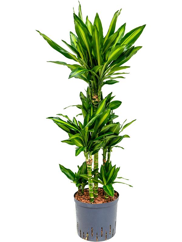 Dracaena fragrans 'Cintho, D 22 cm