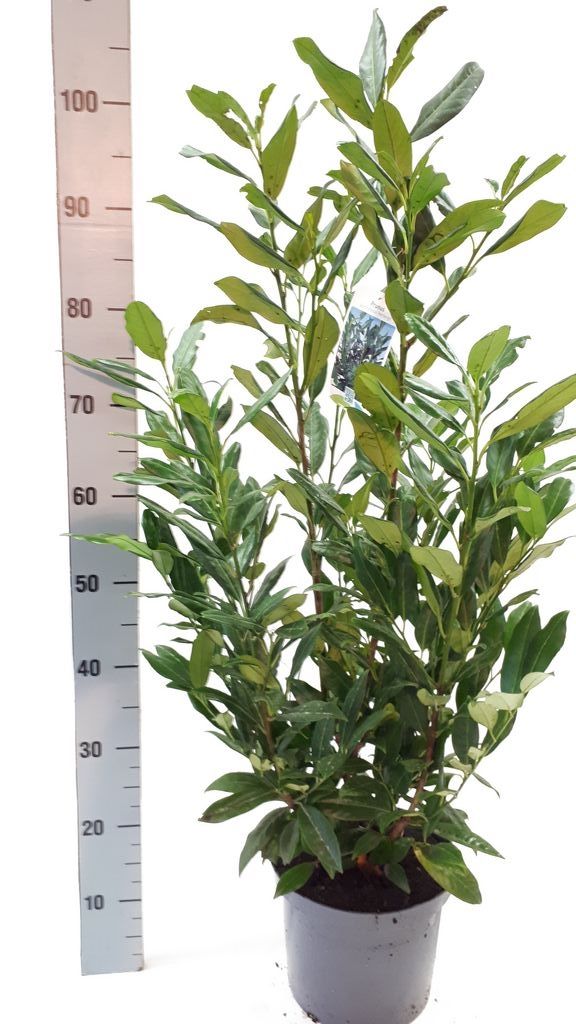 Prunus laurocerasus 'Herbergii' 90cm P23, D 23