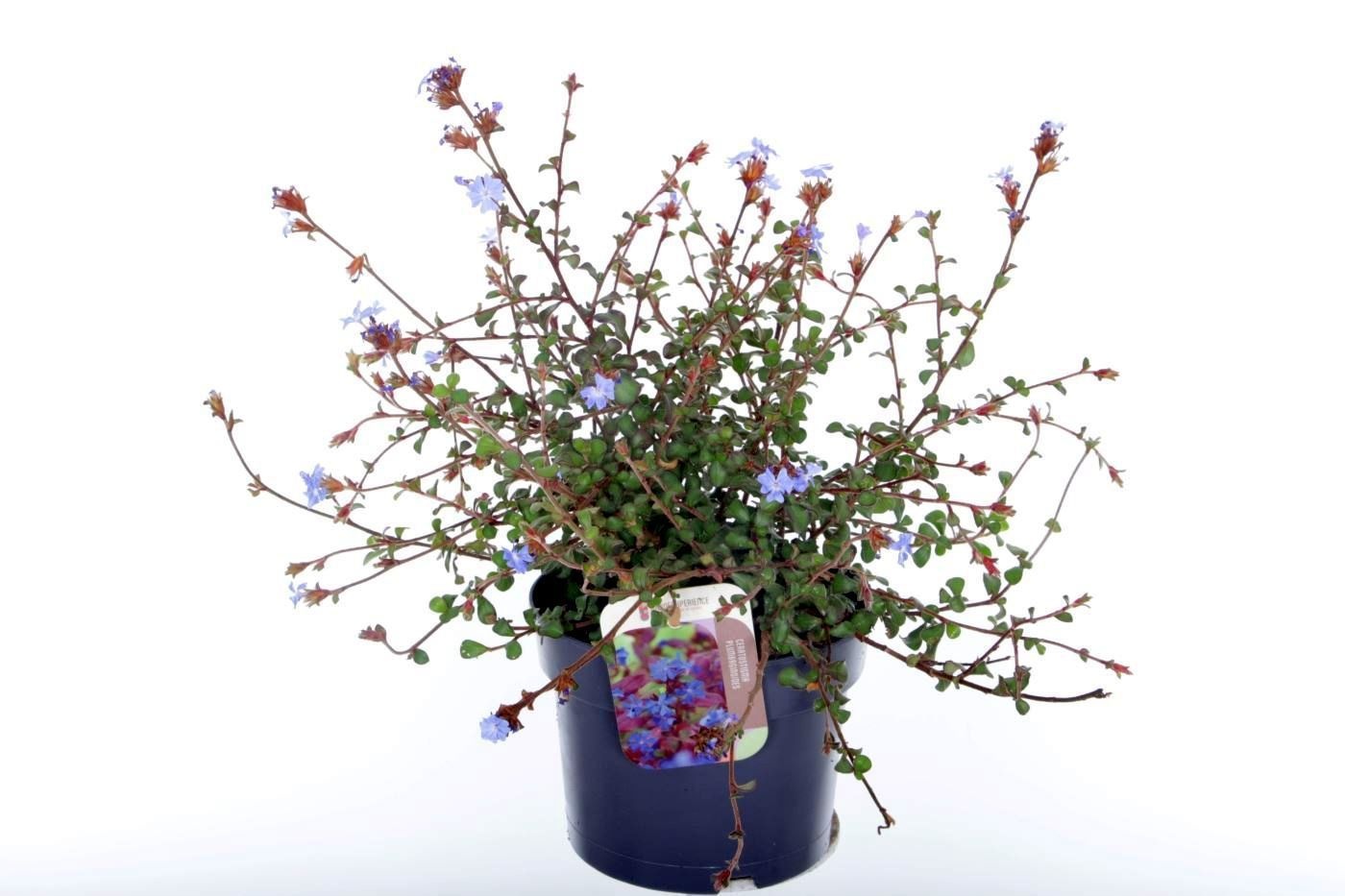 Ceratostigma plumbaginoides, D 17 cm