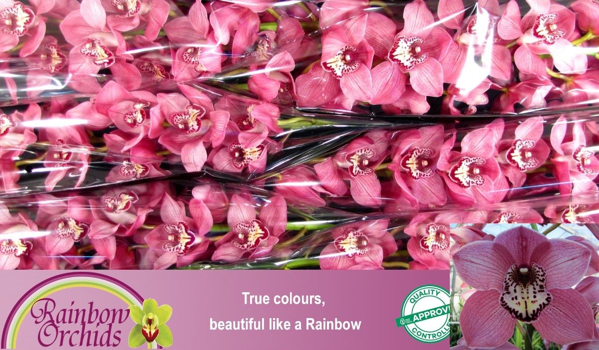 Цимбидиум Скай Скрепер x6 80, шт.