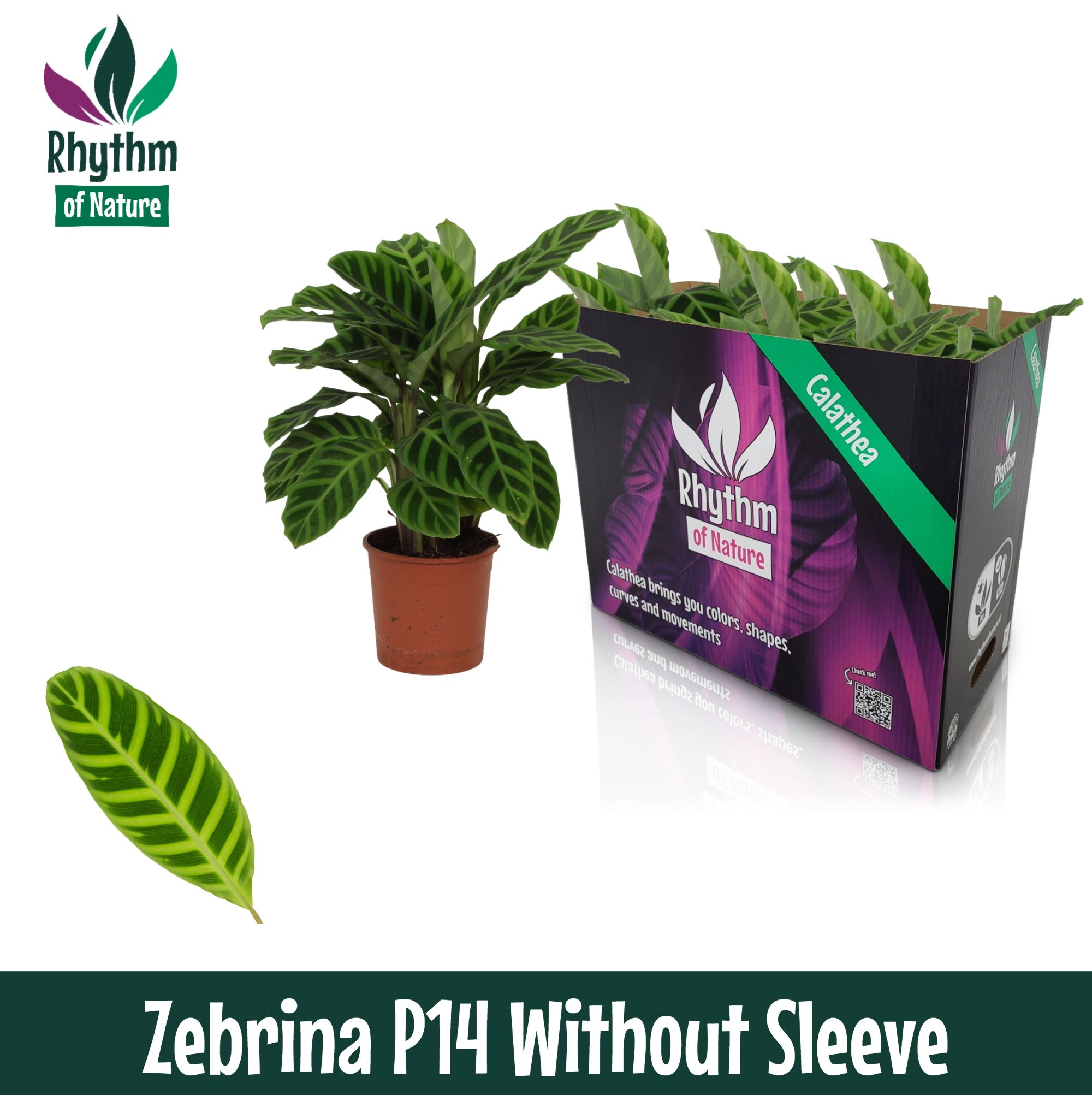 Calathea 14cm Zebrina - Rhythm of Nature zonder hoes, D 14
