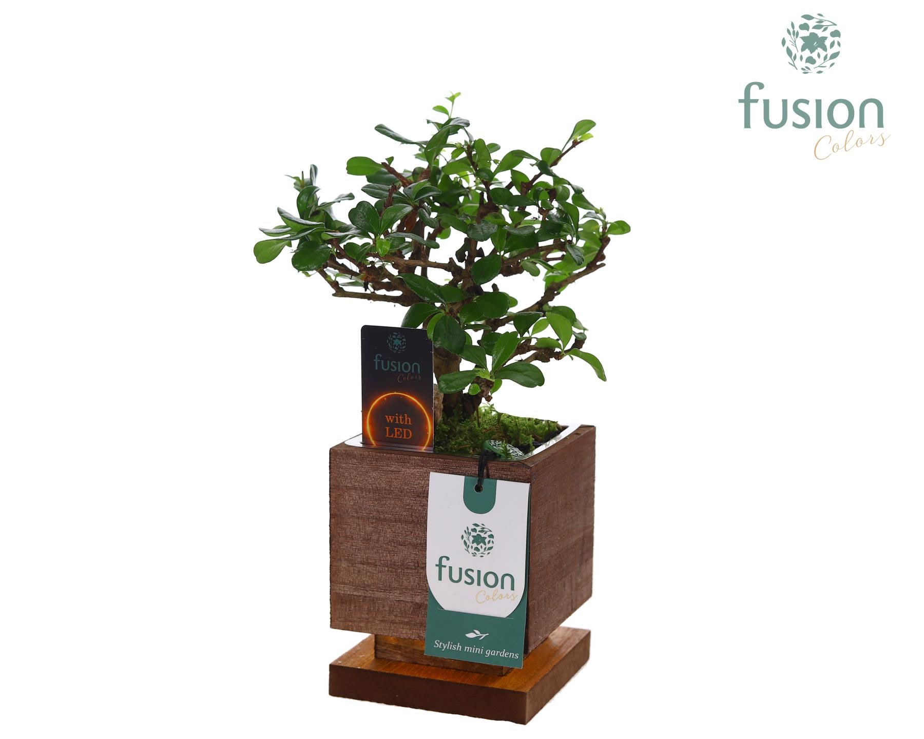 The Green Lighting Garden LED Small met Bonsai, D 10