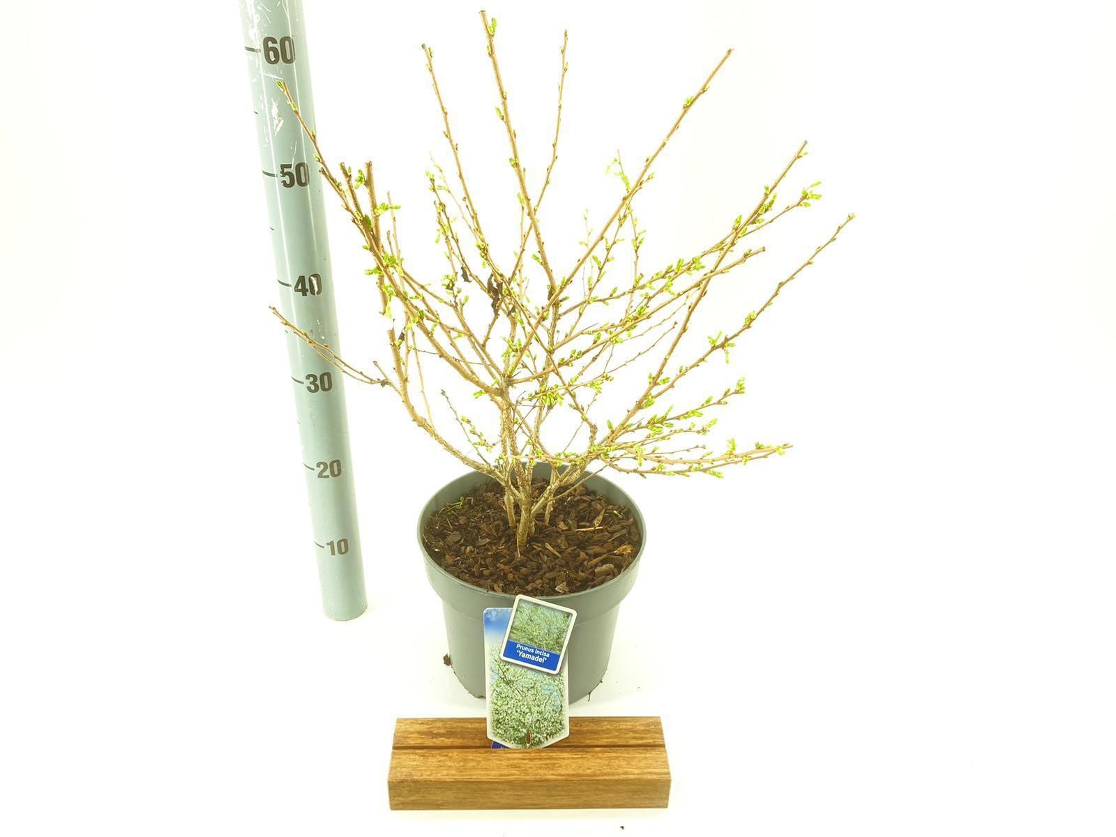 Prunus incisa 'Yamadei', D 23