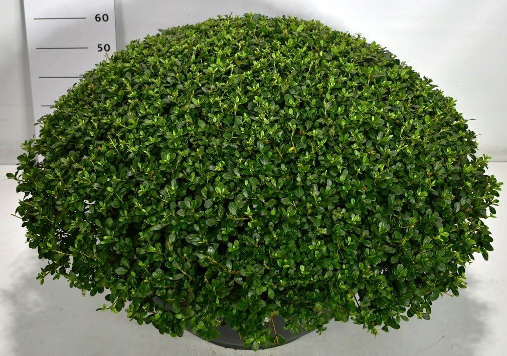 Rhododendron (AJ) 'Arabesk', D 58