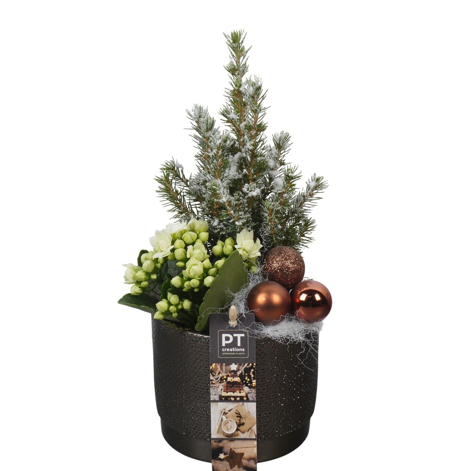 PTCHB9759 Arrangement Christmas Bronze in keramiek pot, D 12 cm