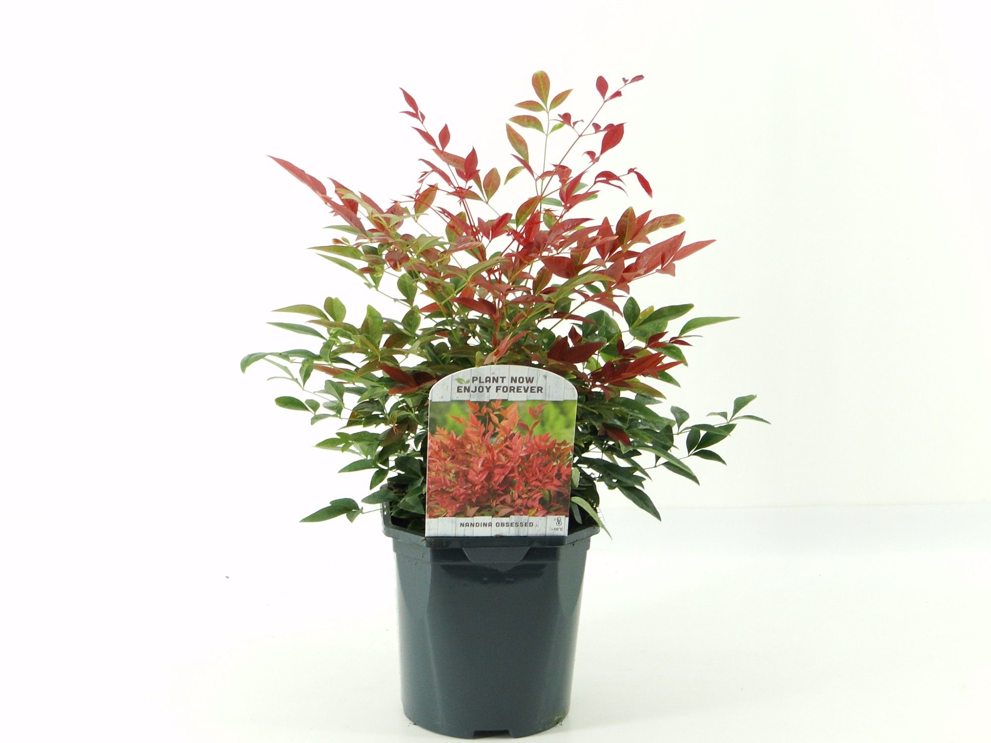 Nandina dom. Obsessed, D 17