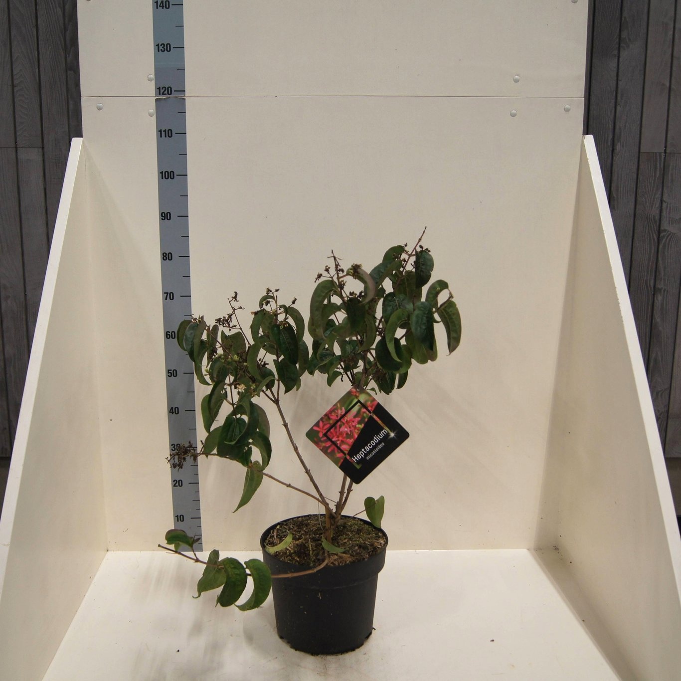 Heptacodium miconioides, D 28