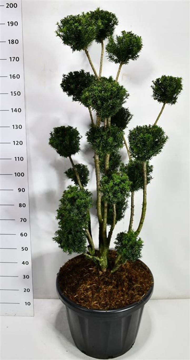 Taxus media 'Hicksii', D 58