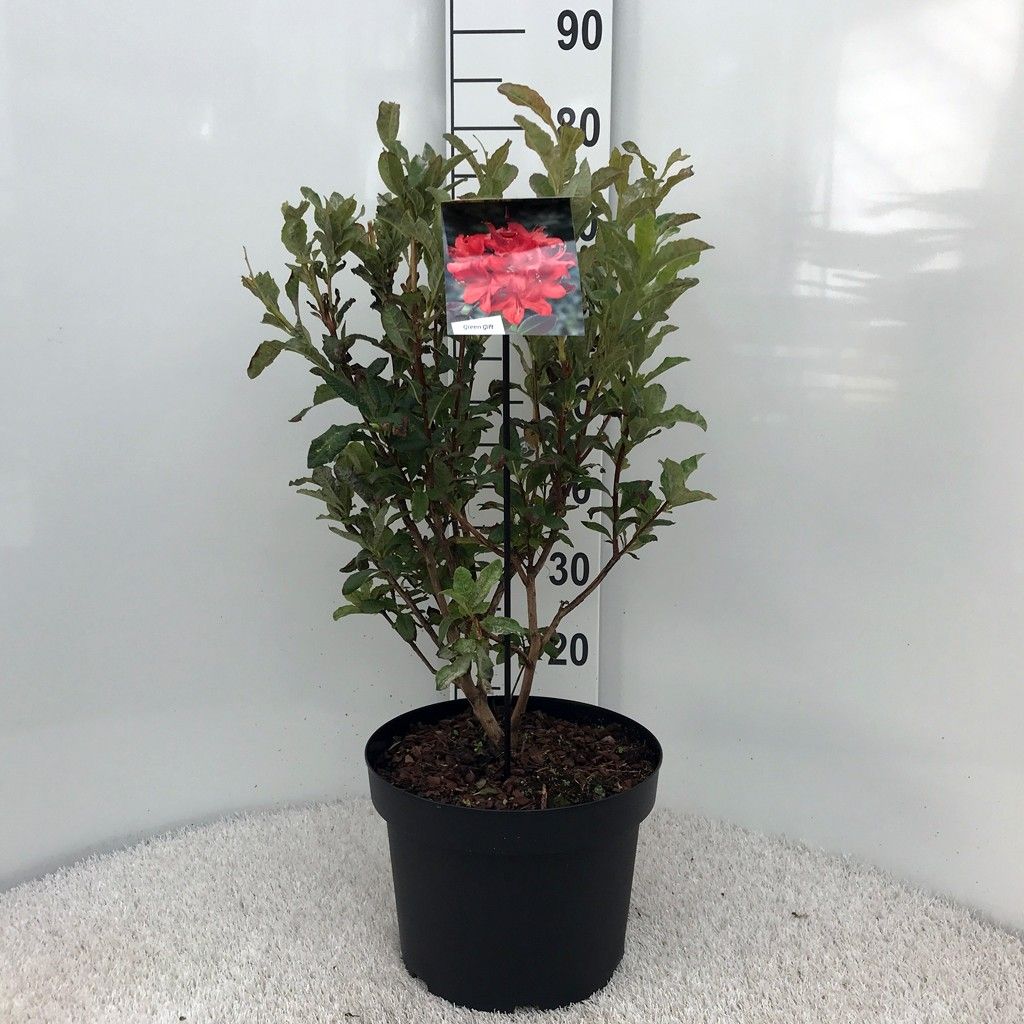 Rhodo. (AK) 'Satan' red, D 29