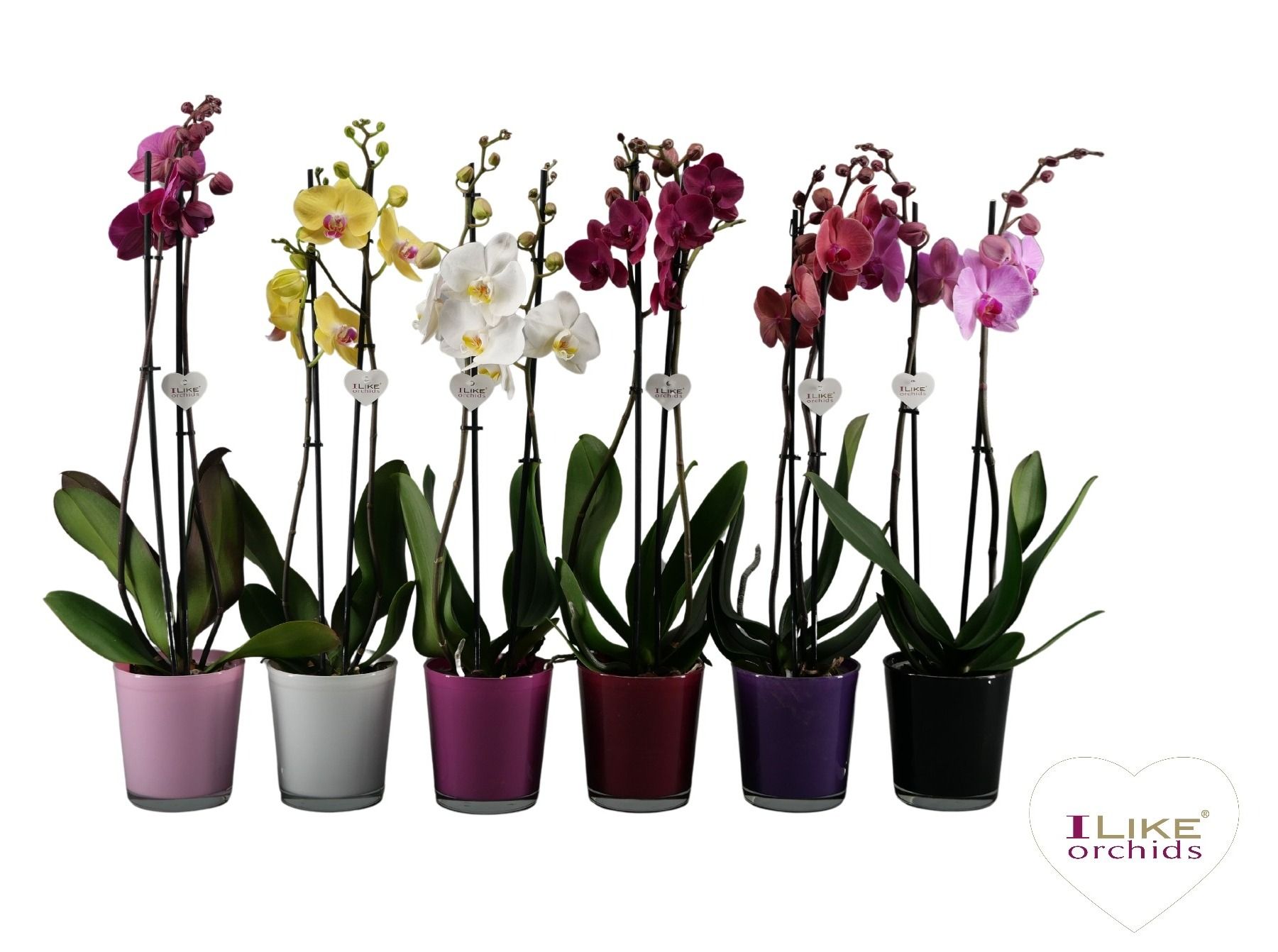 Phalaenopsis mix - 2 tak 60cm in Jackson mix, D 12