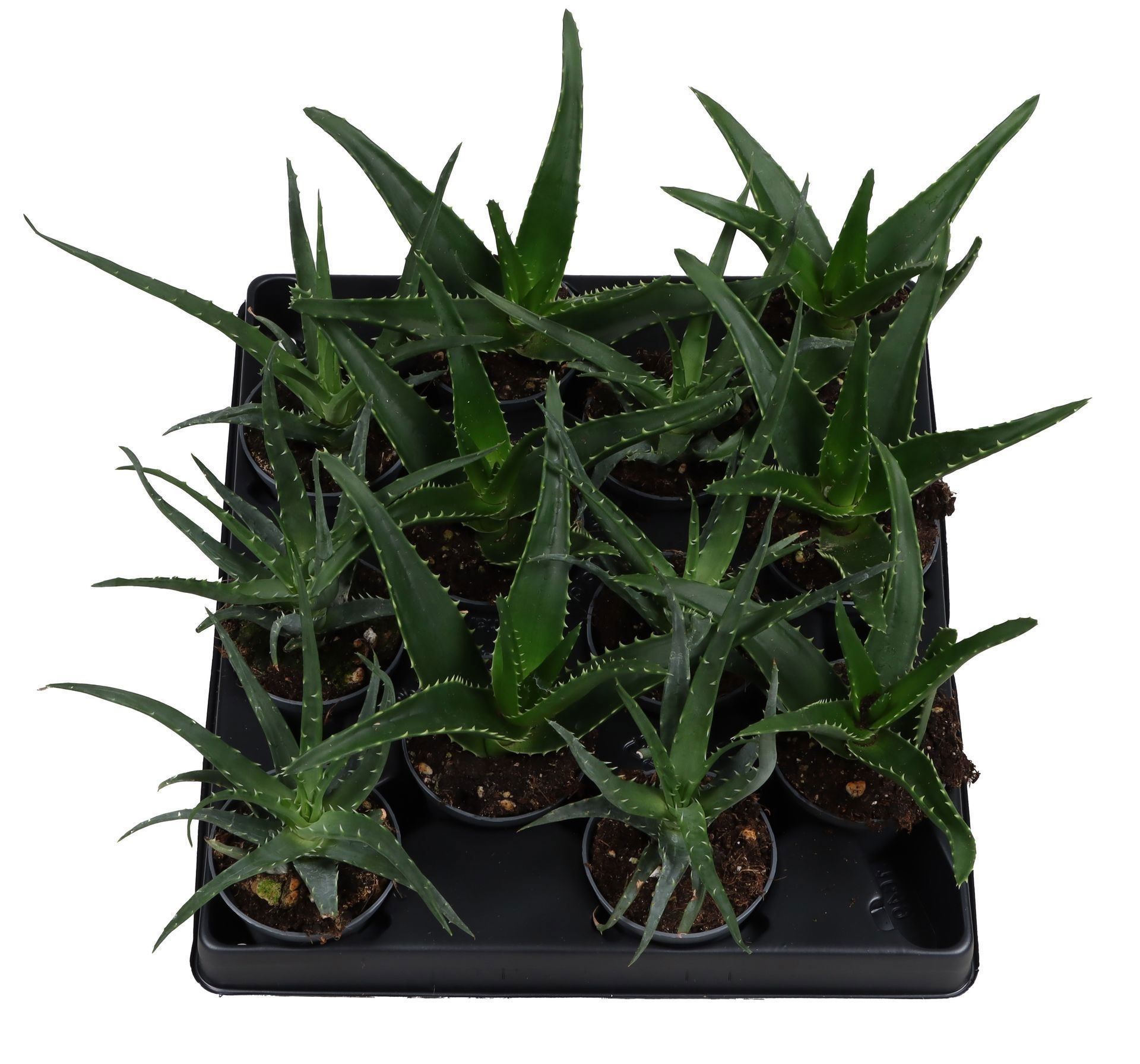 Aloe Mix 4 varieties, D 6