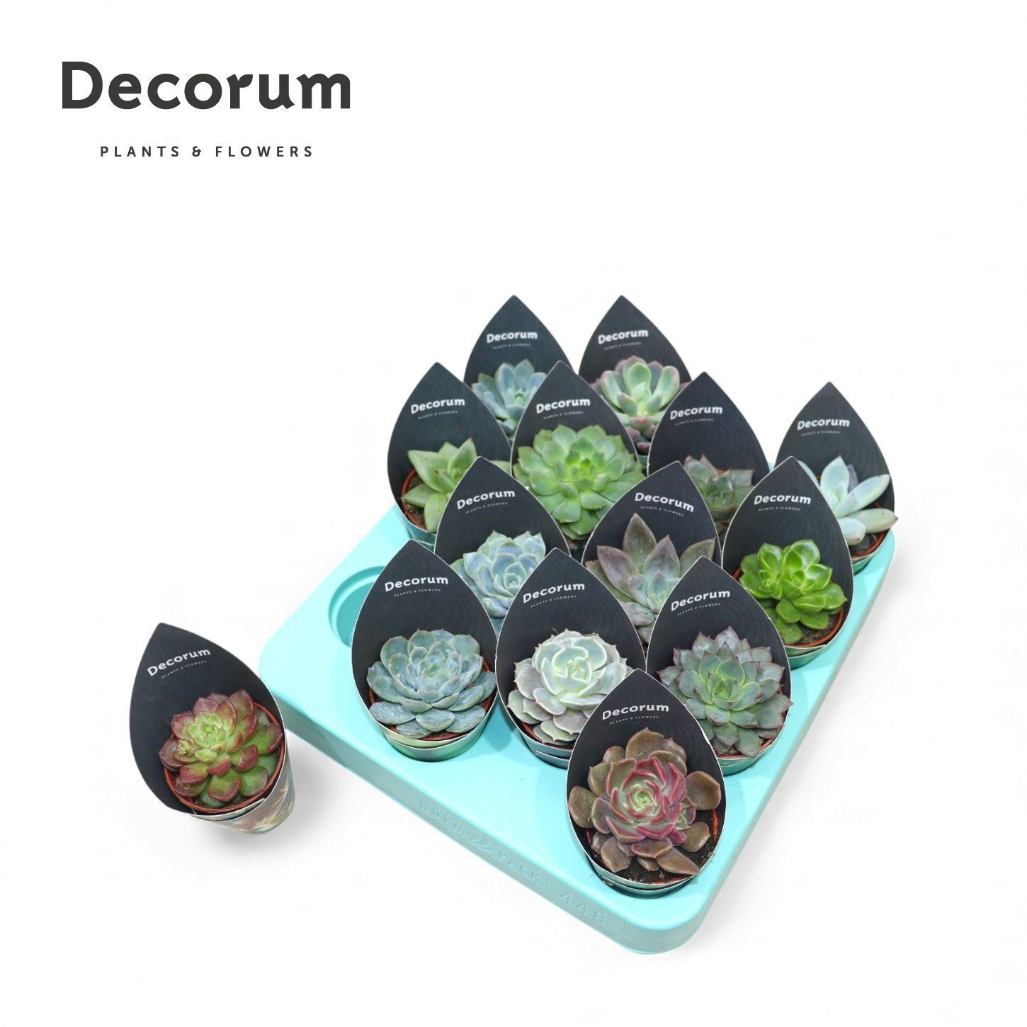 Echeveria Mix (14spc.) (decorum), D 5,5
