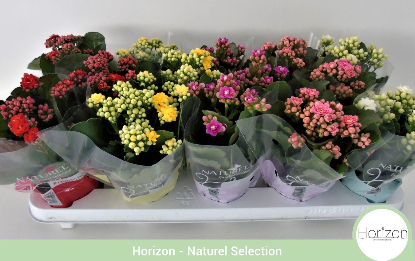 Kalanchoë Dubbelbloemig P9 - DIVERSE KLEUREN - Naturel Hoes, D 9 cm