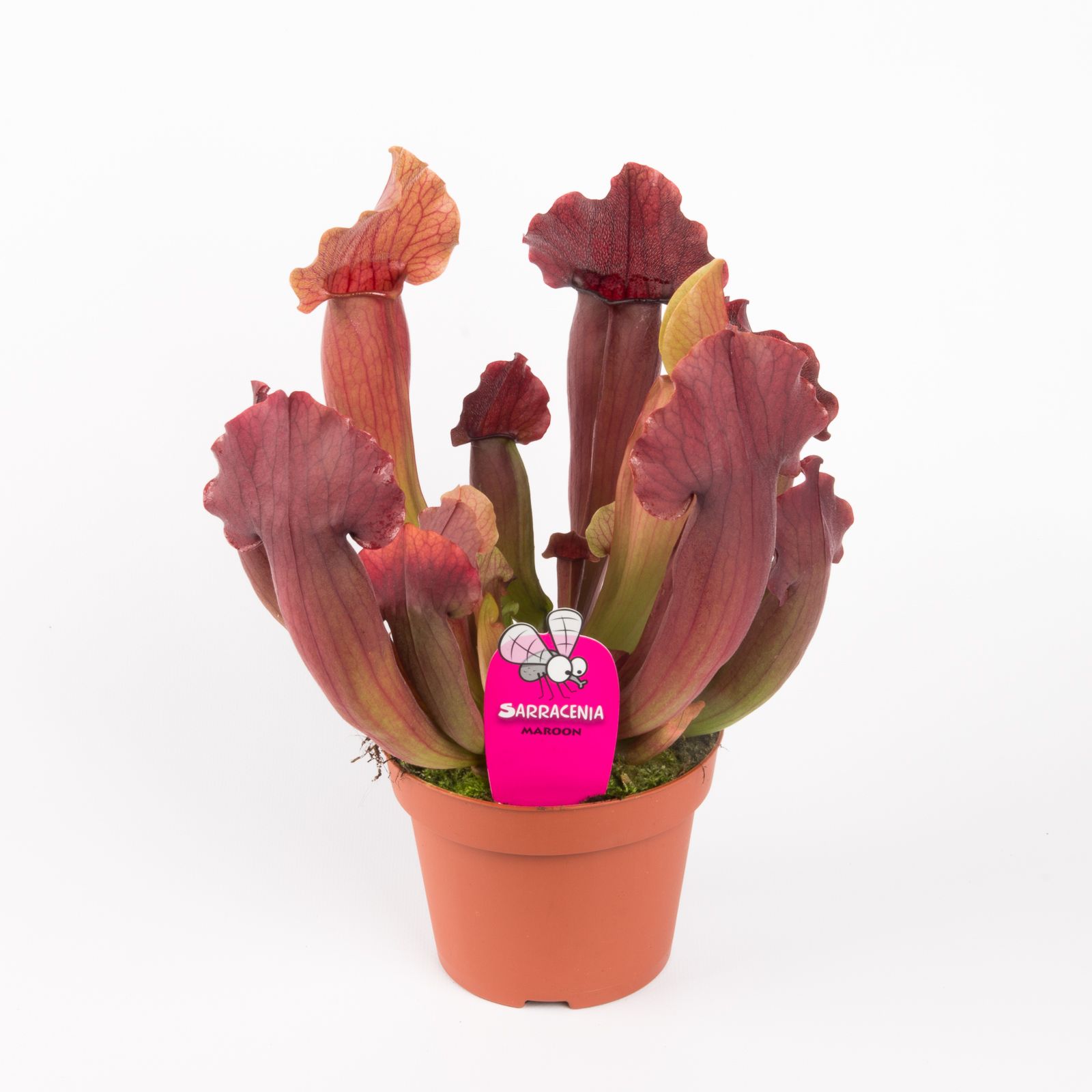 Sarracenia maroon, D 12