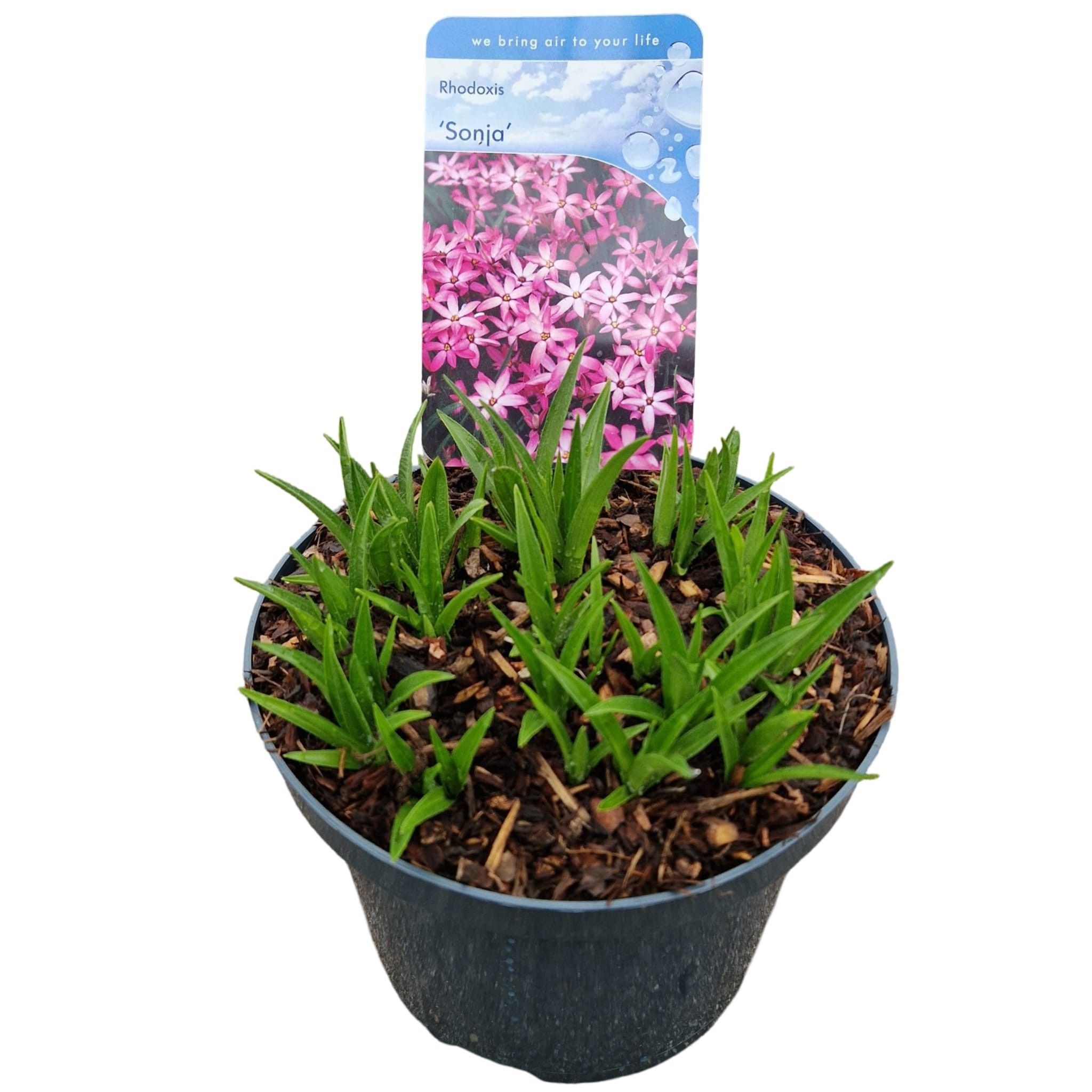 Rhodoxis 'Sonja'®, D 17