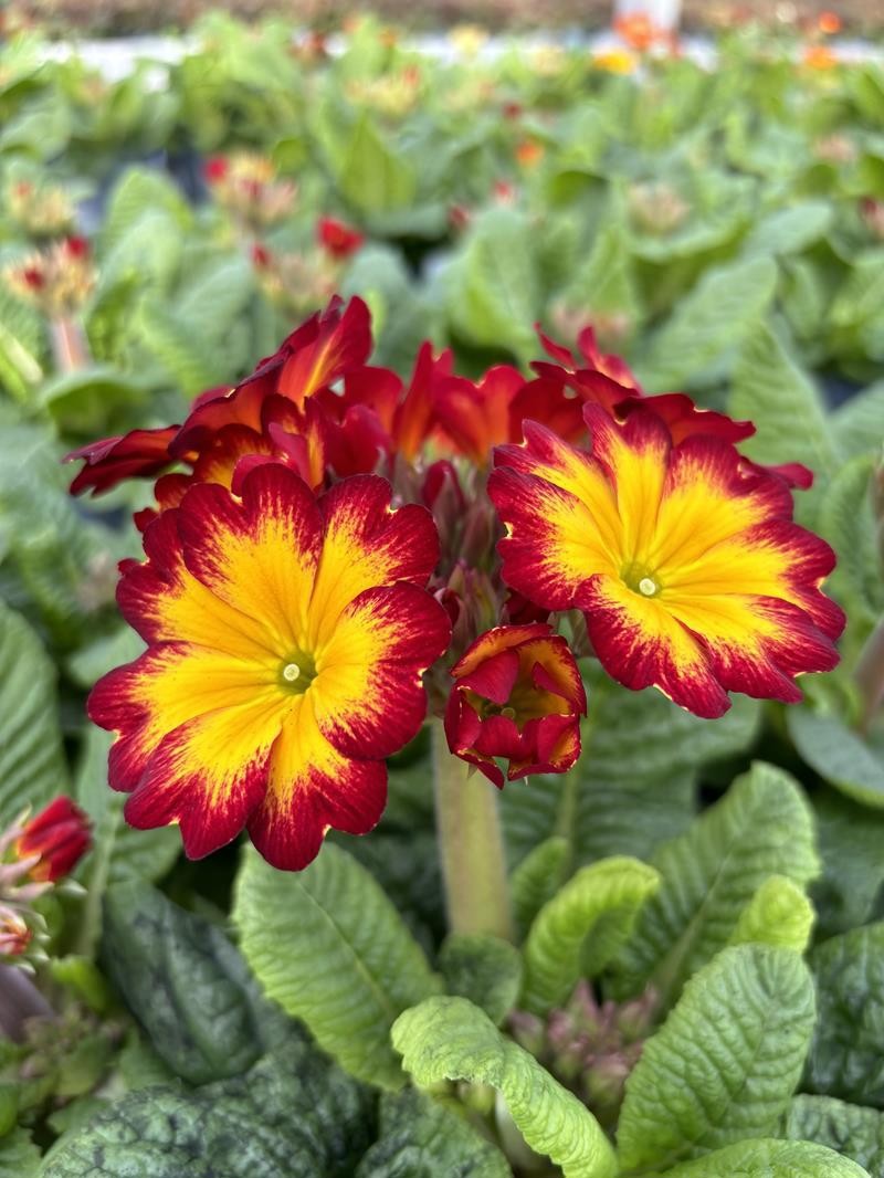 PRIMULA VERIS 'FIRE', D 11