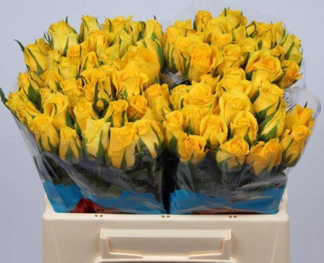 Роза од. Мунвок 35, шт. Роза од. Мунвок 35, шт.