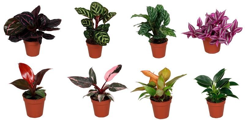 GREEN MIX 6536509 Green mix 9 cm, D 9 cm