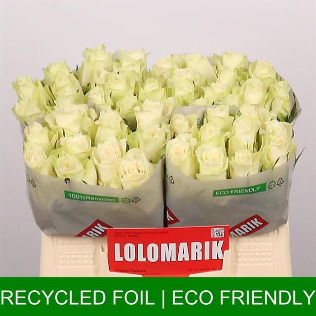 Роза од. Атена 35, шт.