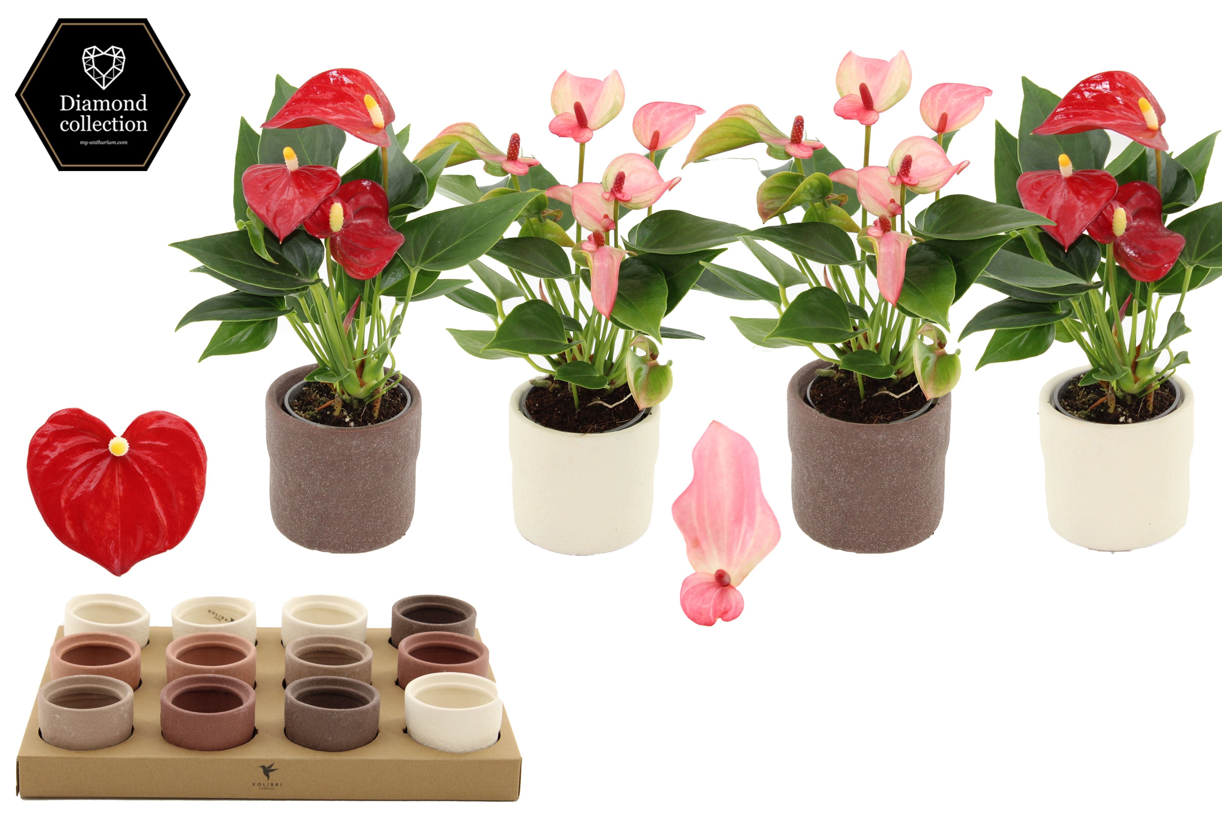 Anthurium 6 cm 2 color mix in Rustic ceramics, D 6 cm