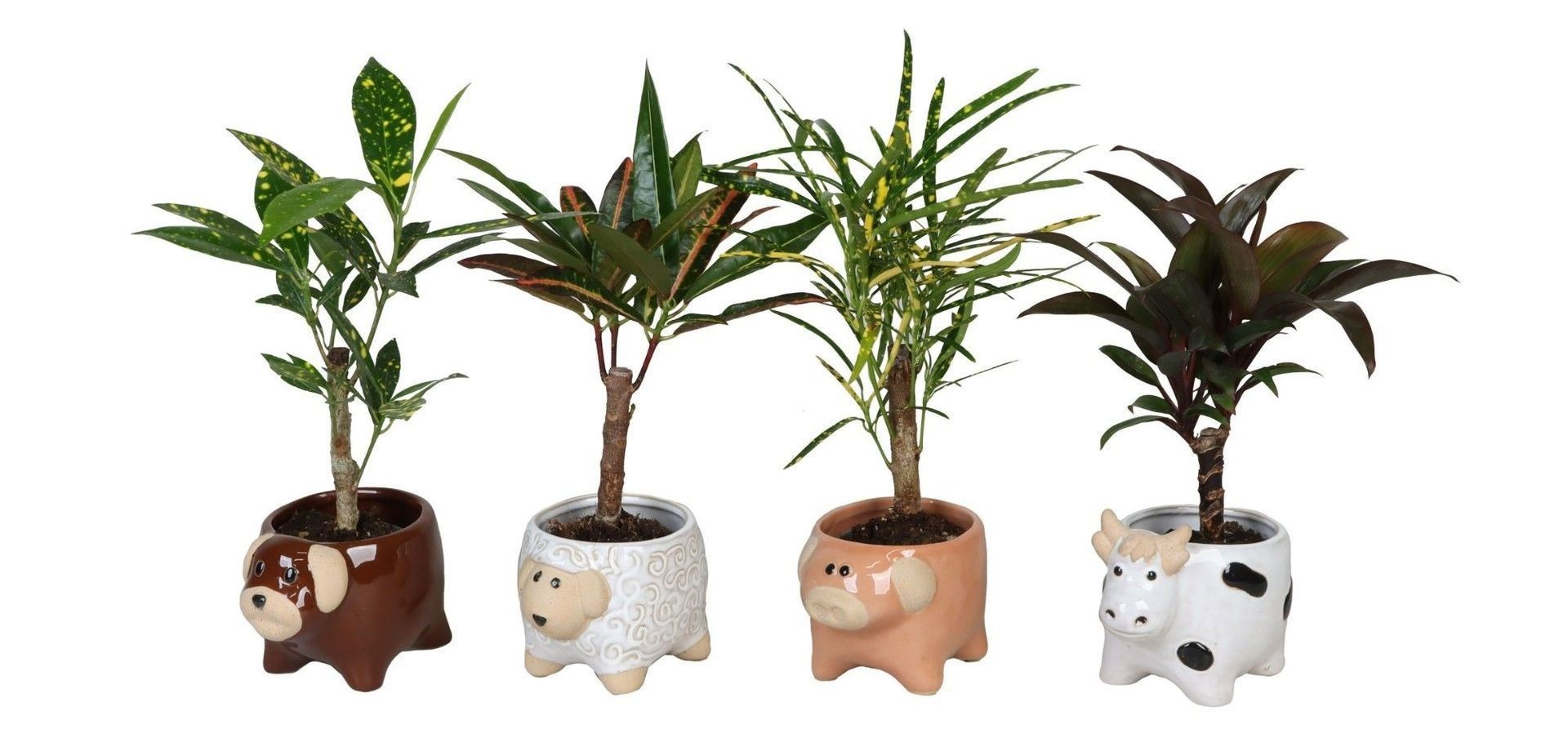 L 66622 With Cane Mix 6 cm, D 6