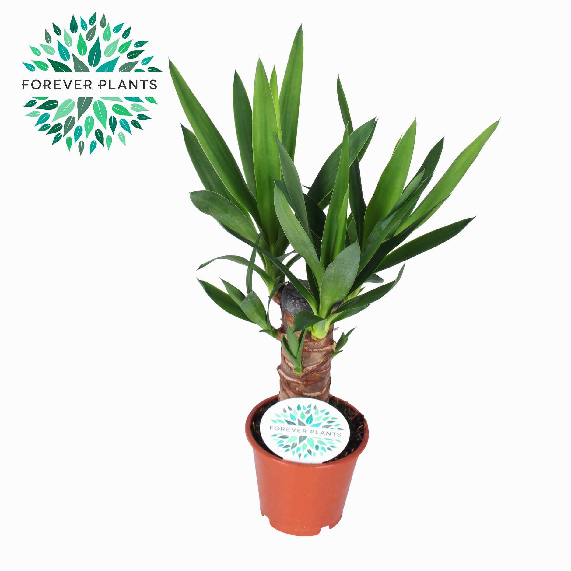 Yucca p12, 20 cm (3+ KOP), D 12 cm Yucca p12, 20 cm (3+ KOP), D 12 cm