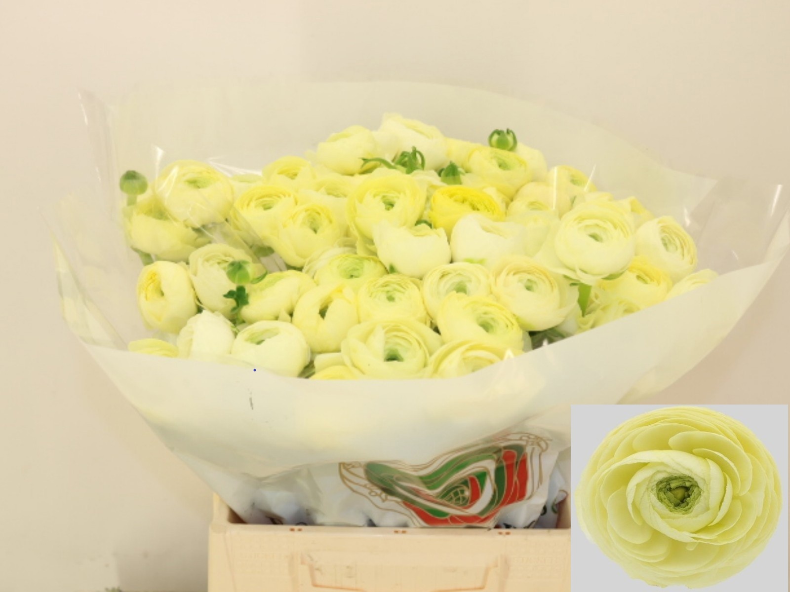 Ранункулус Азур Крим 40, шт.