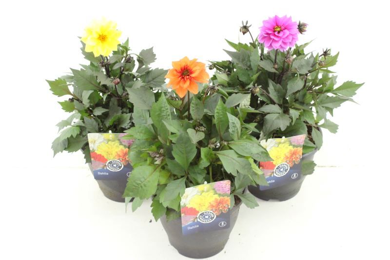 Dahlia Happy Days mix, D 23