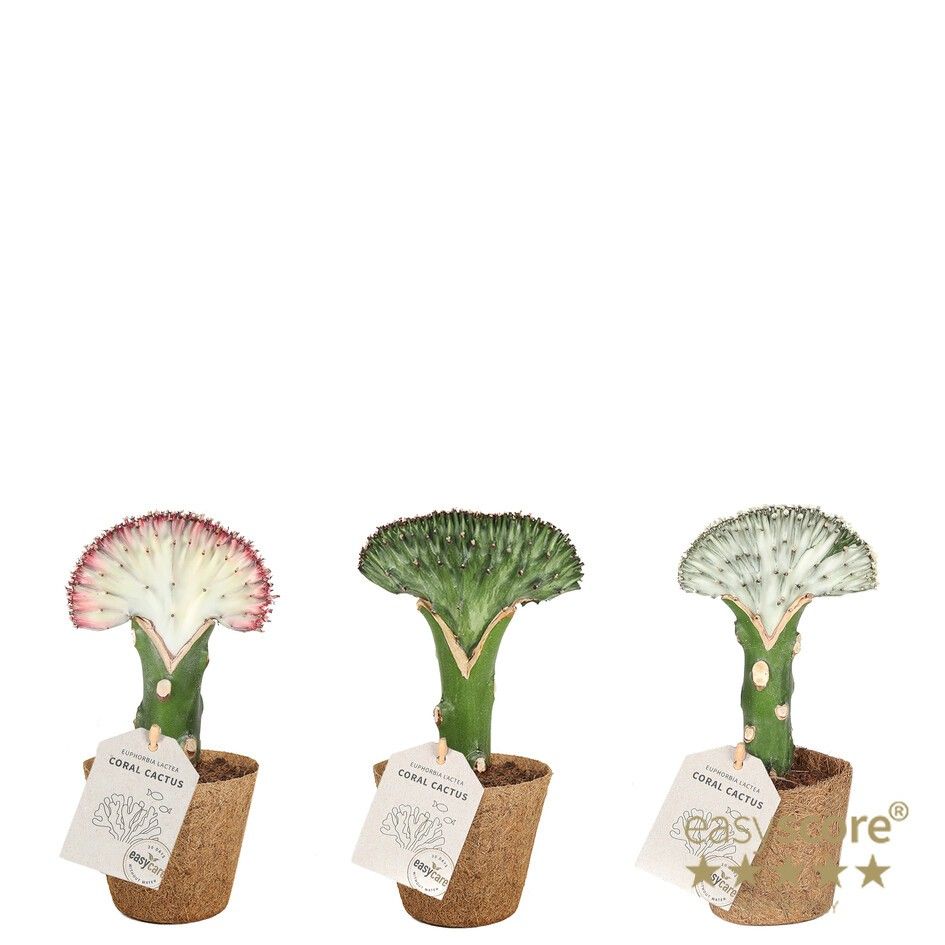 Euphorbia lactea - COCOZ, D 9