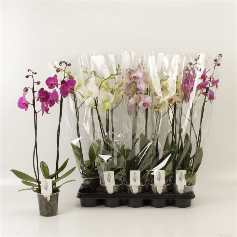 Phalaenopsis gemengd 2 tak gemengd 16+, D 12