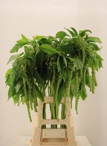 Амарантус Циклоп 80, шт.