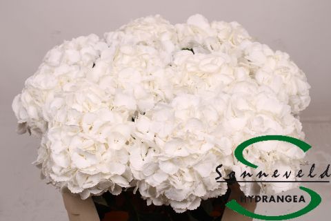 Гортензия Роял Принцесс 75, шт.